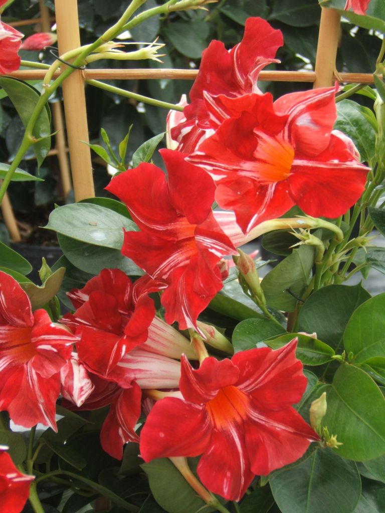 Sun Parasol Stars & Stripes mandevilla is ideal for containers and hanging baskets.