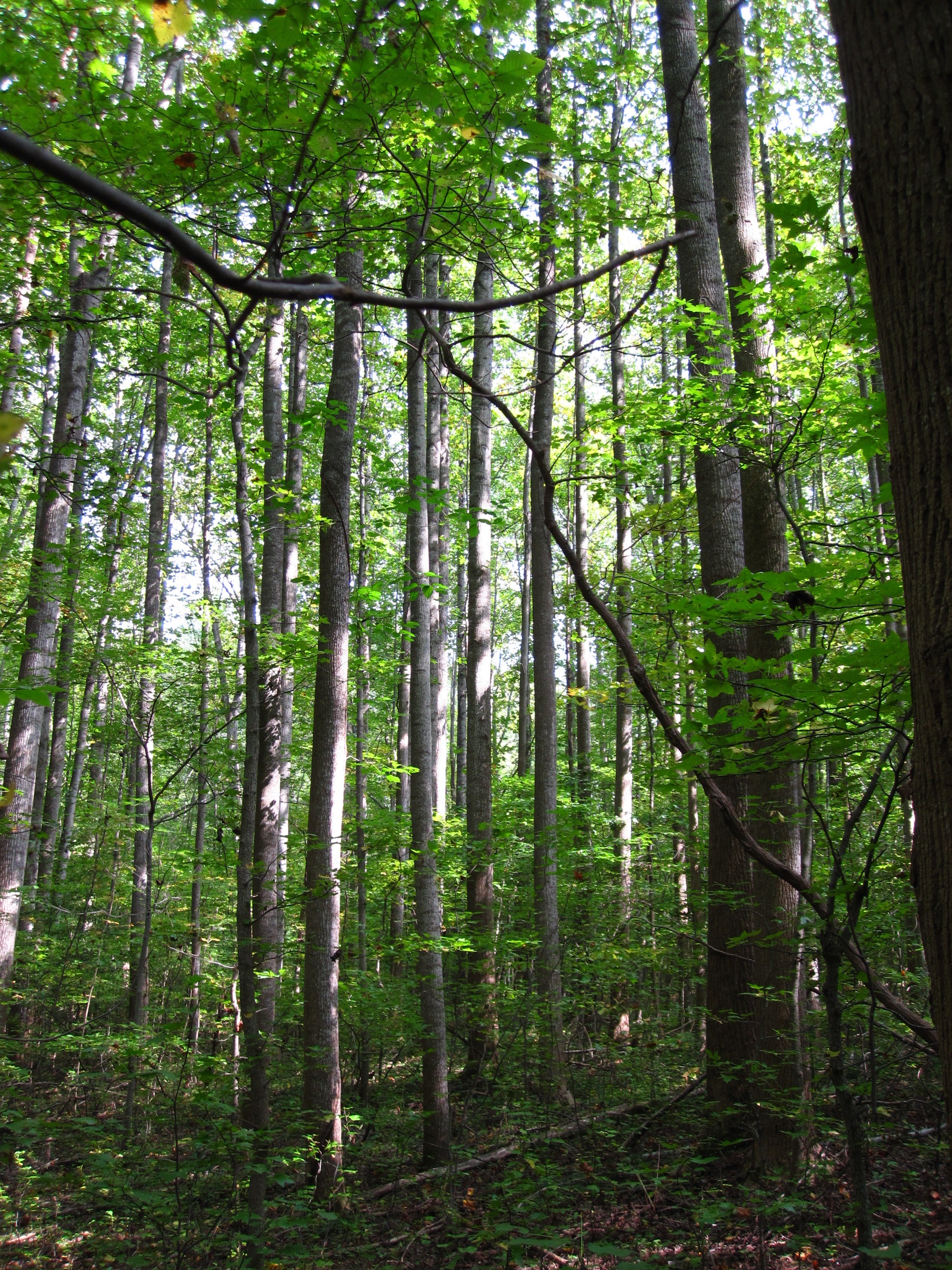 St. Charles, MD has received SFI Forestry Certification for its careful management of its forested areas.