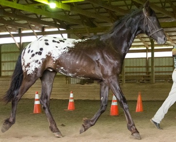 1/2 Friesian Yearling Colt - 16 hh
