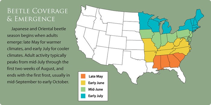 Japanese Beetles infest almost half of the United States