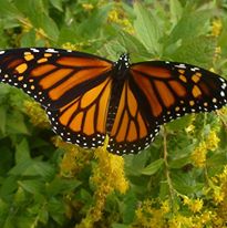 Save the Butterfly - Great Country Farms Bluemont VA