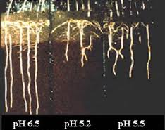 Aluminium Phytotoxicity