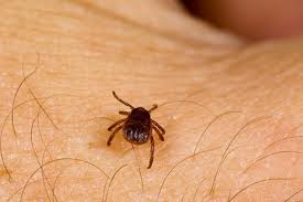 Eliminate'Em Pest Control Offers Tick Extermination Services