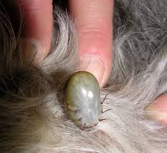 Ticks Can Attached On To People And Embed Themselves