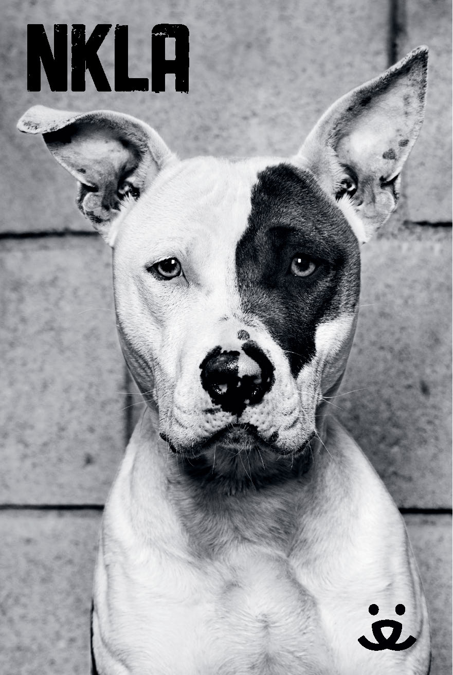 The NKLA campaign features shelter pets in striking black/white photography