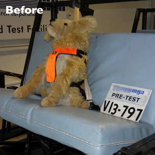 Crash test dog position before 30 m.p.h. frontal crash test, wearing Clickit Utility.