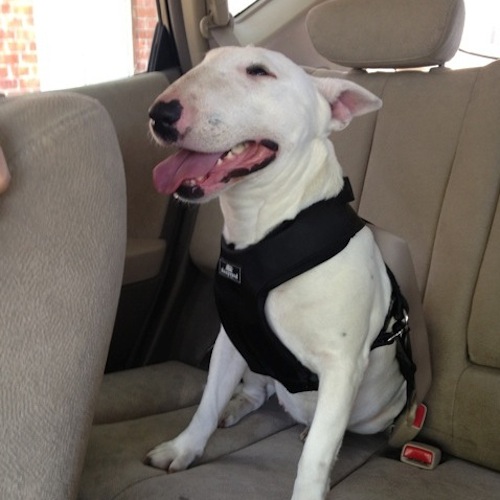 Sleepypod protects the joy of driving with dogs by crash testing its Clickit Utility dog safety harness.
