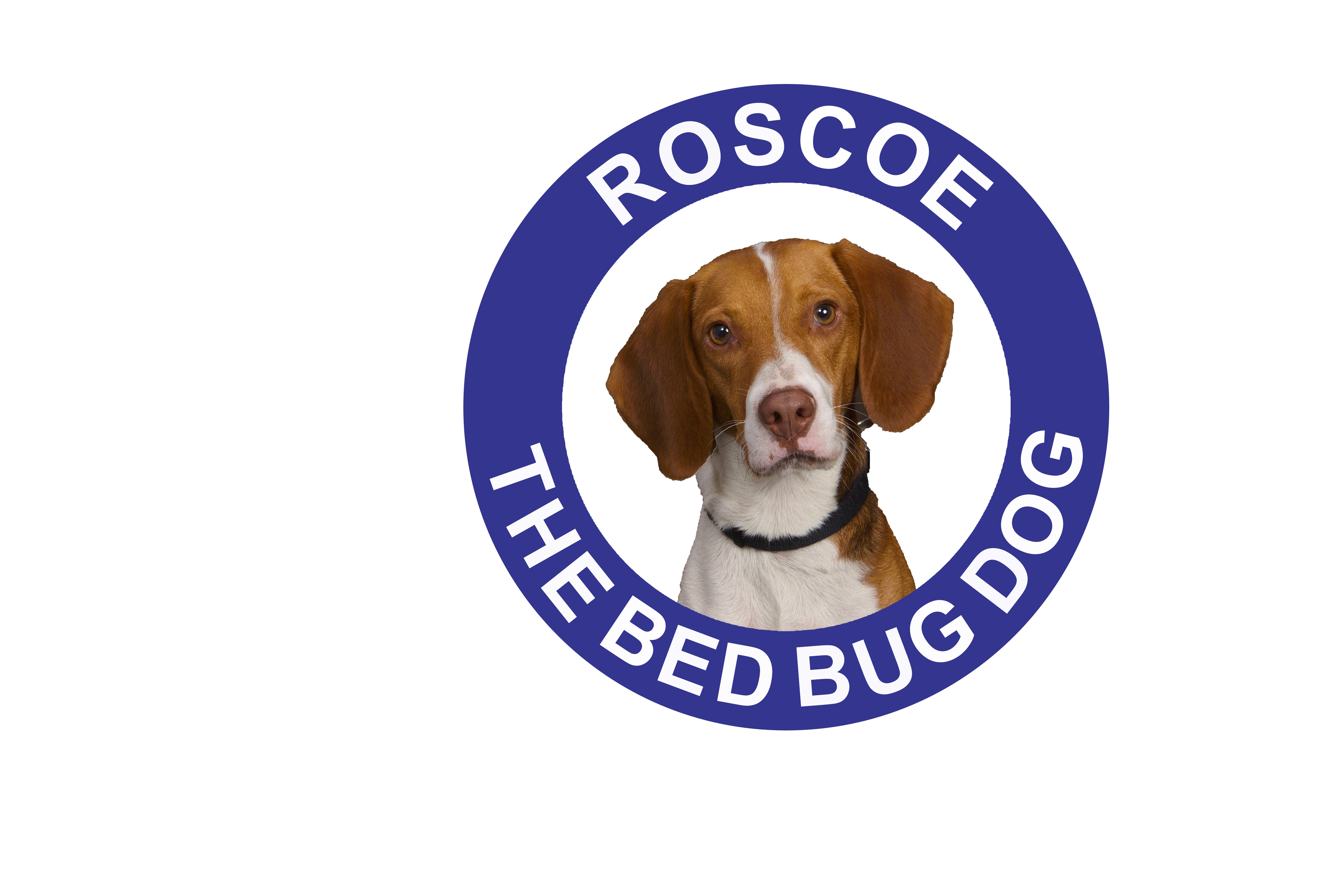 New York's heat wave is keeping Roscoe the Bed Bug Dog, lead canine detective of Bell Environmental is busier than ever.