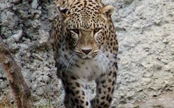 Birth of Persian Leopard Cubs Proves Success of the Sochi 2014 Environmental Program
