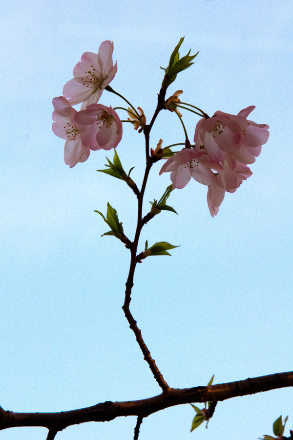 Cherry Blossoms in Blue