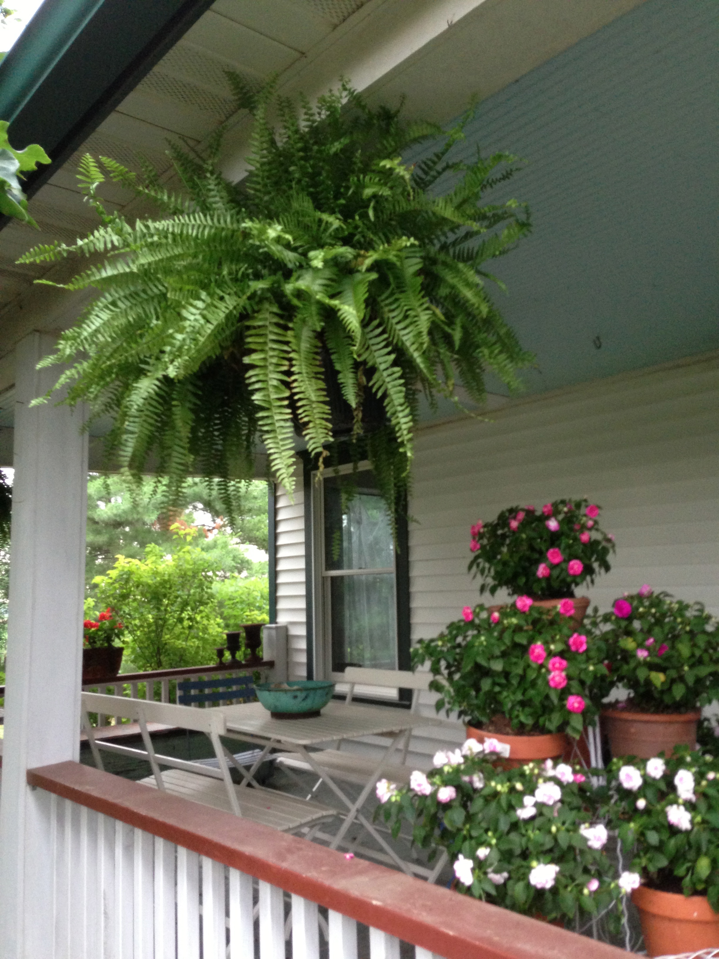 Hanging Boston ferns add lovely lushness to summer porches.
