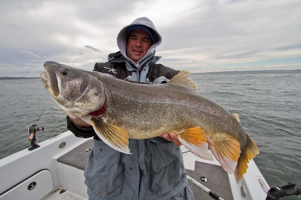 Fort Peck Lake Trout