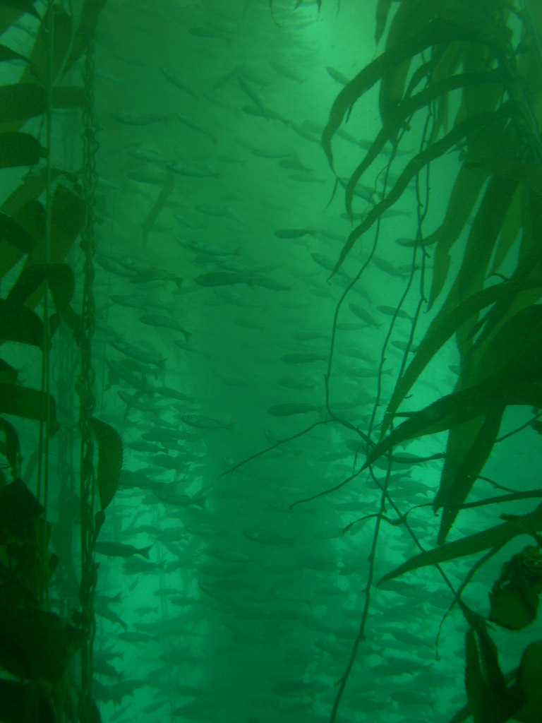 In a restored kelp forest (Long Point)