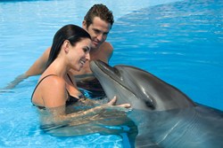 Maui d Forever Clients Get to Preview Dolphin Swim on Oahu 