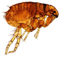 Fleas are almost impossible to get out of a house if they are still present in the yard or outdoor areas surrounding it