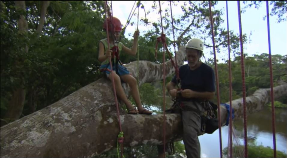 Tropical Tree Climbing, Brazilian Amazon