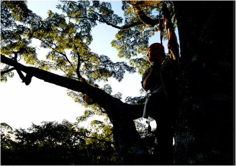 Tropical Tree Climbing, Brazilian Amazon