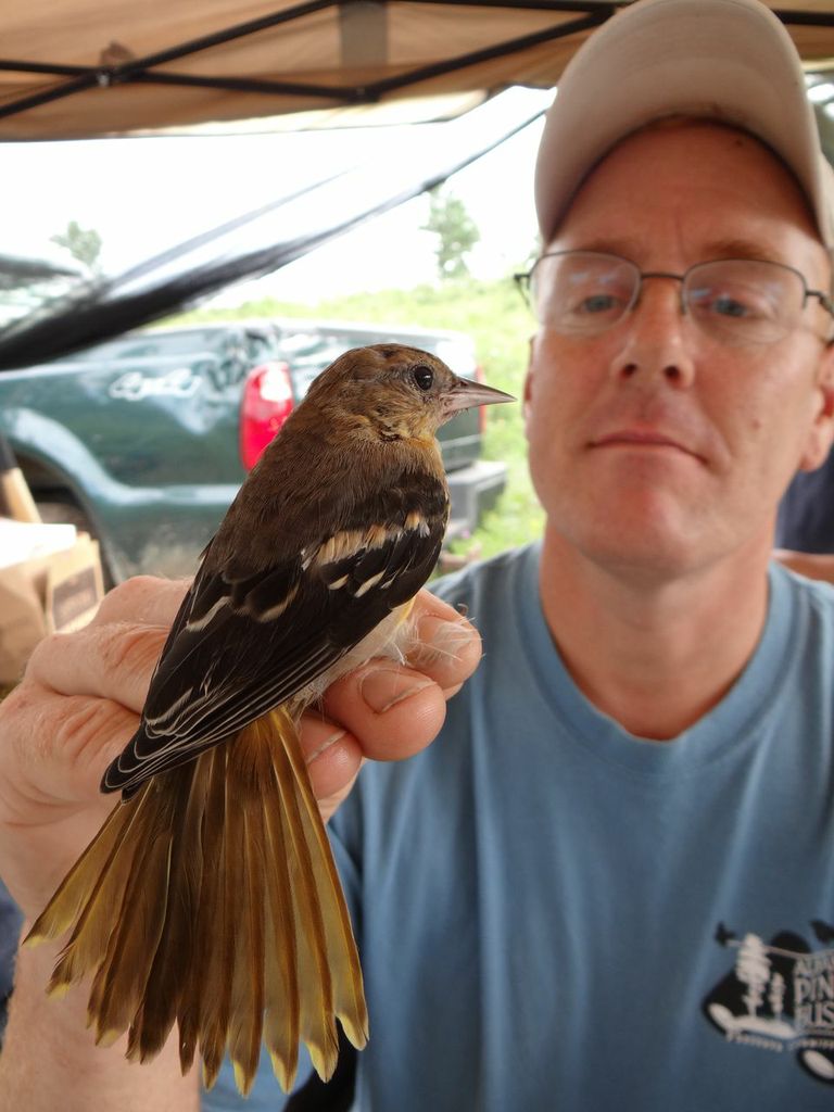 Female Baltimore Orieole with Neil Gifford, Albany Pine Bush Conservation Director and USGS Licensed Bird Bander. Photo by Wendy Craney.