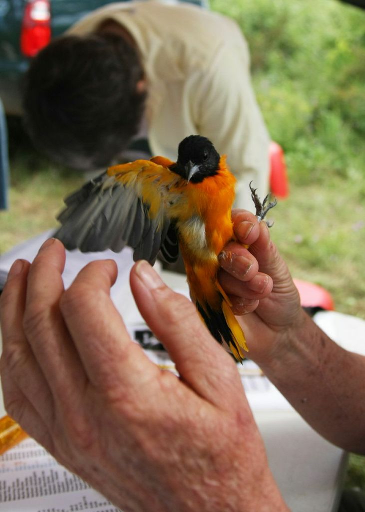 Male Baltimore Oriole found at Albany Pine Bush Preserve during bird banding session.  Photo by Wendy Craney.