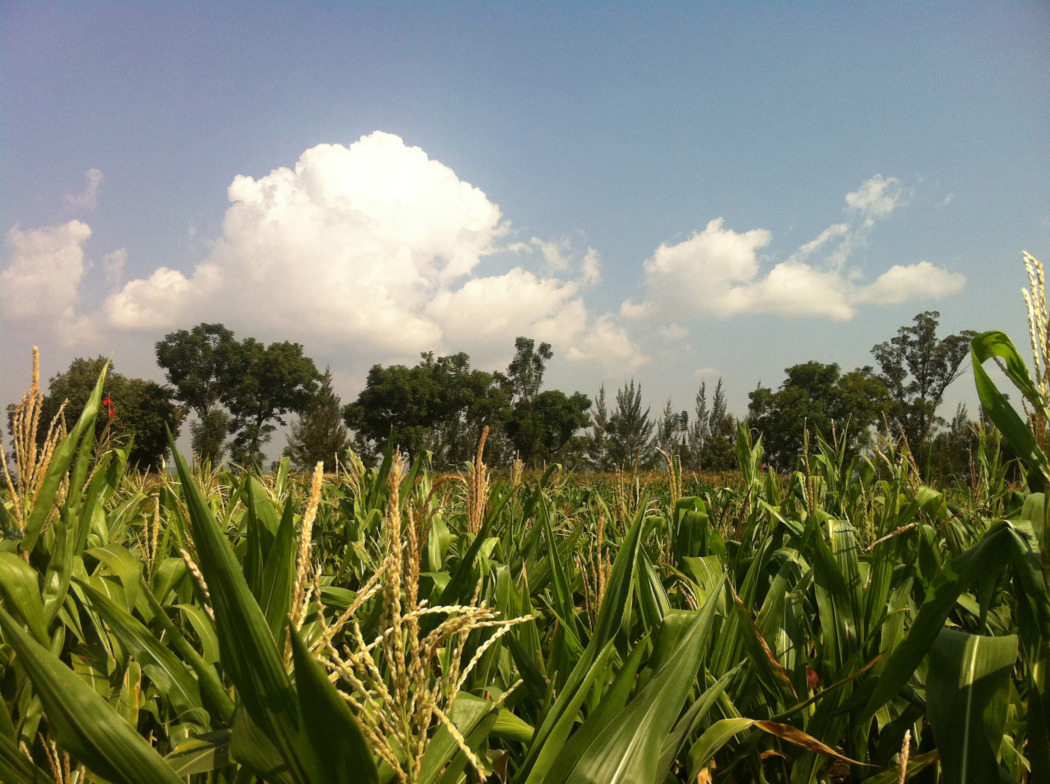 African Agricultural Landscape