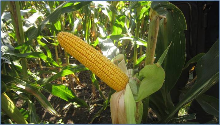 Maize Crop in Africa