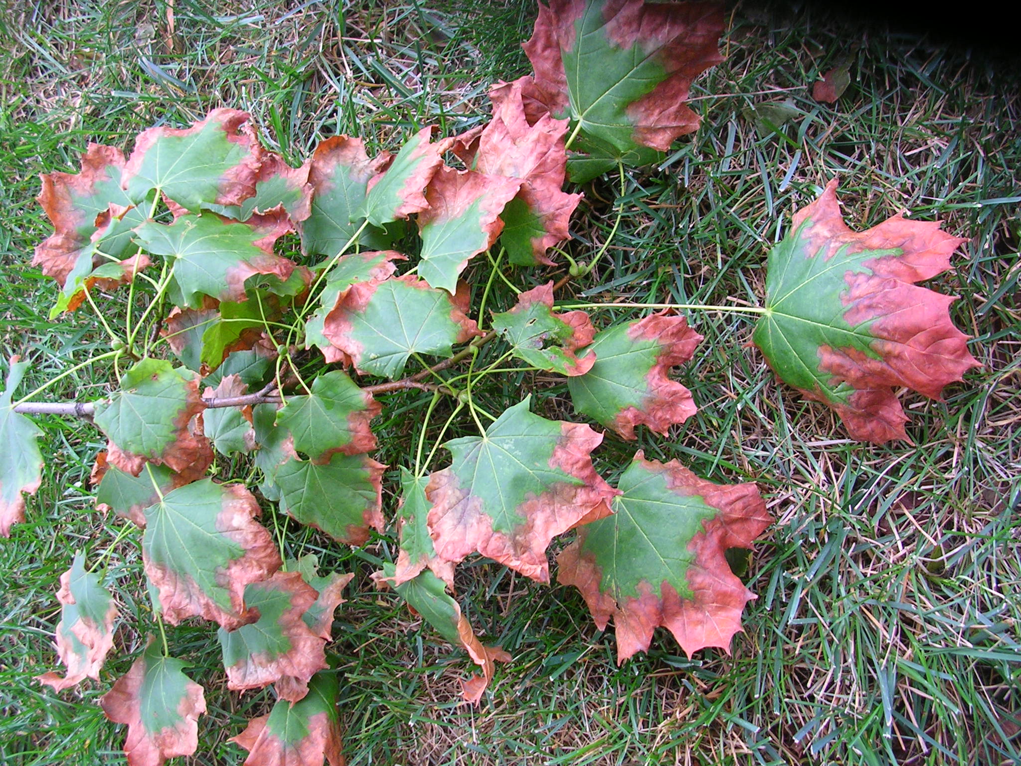 Signs of Under-Watering, Wilted, drooping, or curling leaves that may turn brown at the tips or edge