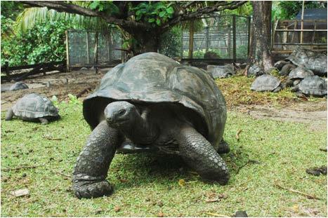 Keeping the Seychelles Island Giant Tortoises Off the Endangered ...