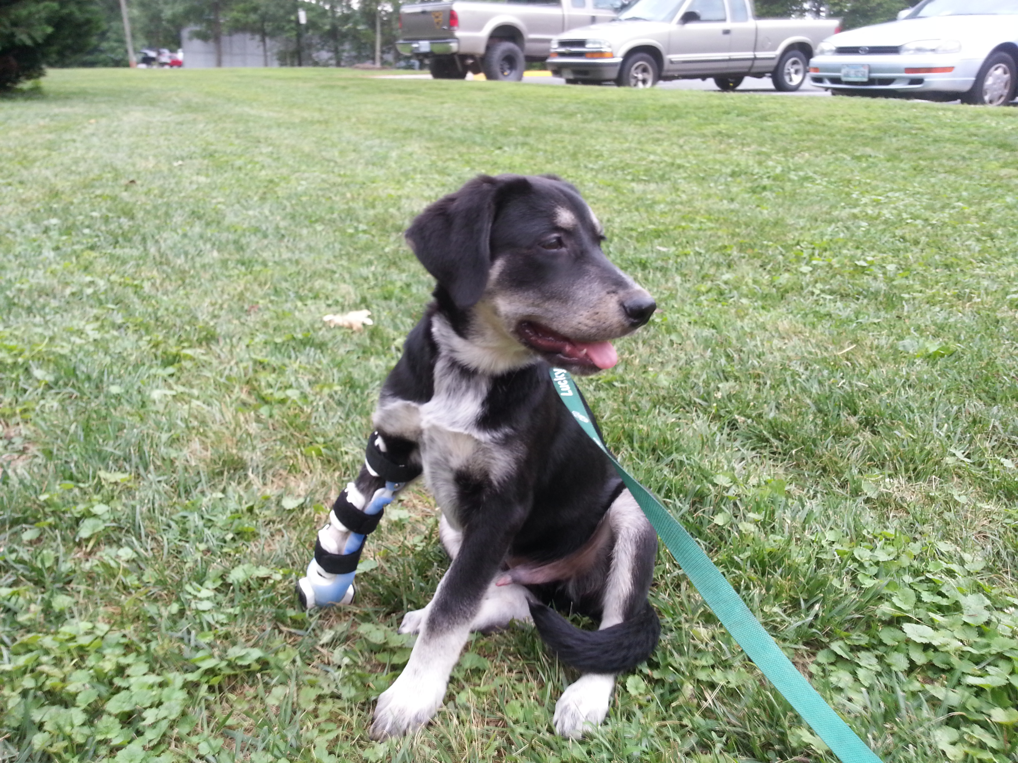 Rescue Dog Fitted with Prosthetic Paw Thanks to Lucky Dog Animal Rescue ...