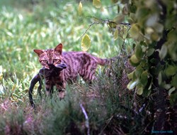 Free-roaming pets, like this feral cat, threaten the endemic wildlife of Galapagos.