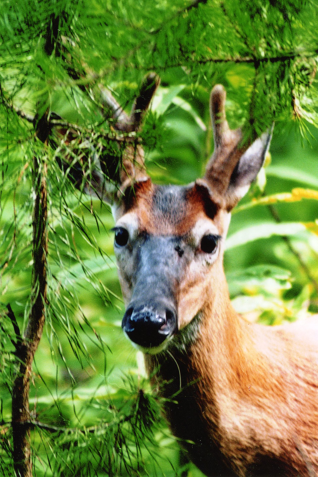 Cades Cove is also home to lots wildlife that inhabit the scenic Smoky Mountains.