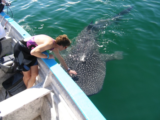 How would you like to pet a gentle whale Shark?