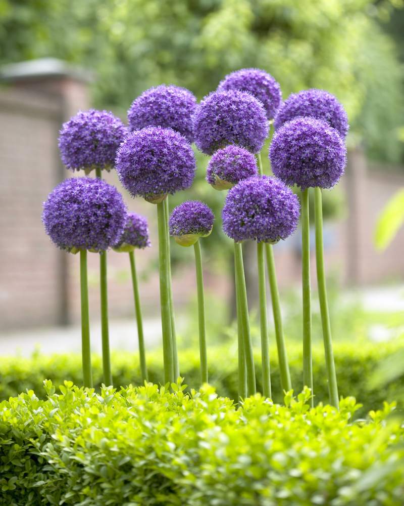High quality bulbs from Longfield Gardens result in beautiful blooms come spring, like this Allium 'Gladiator'