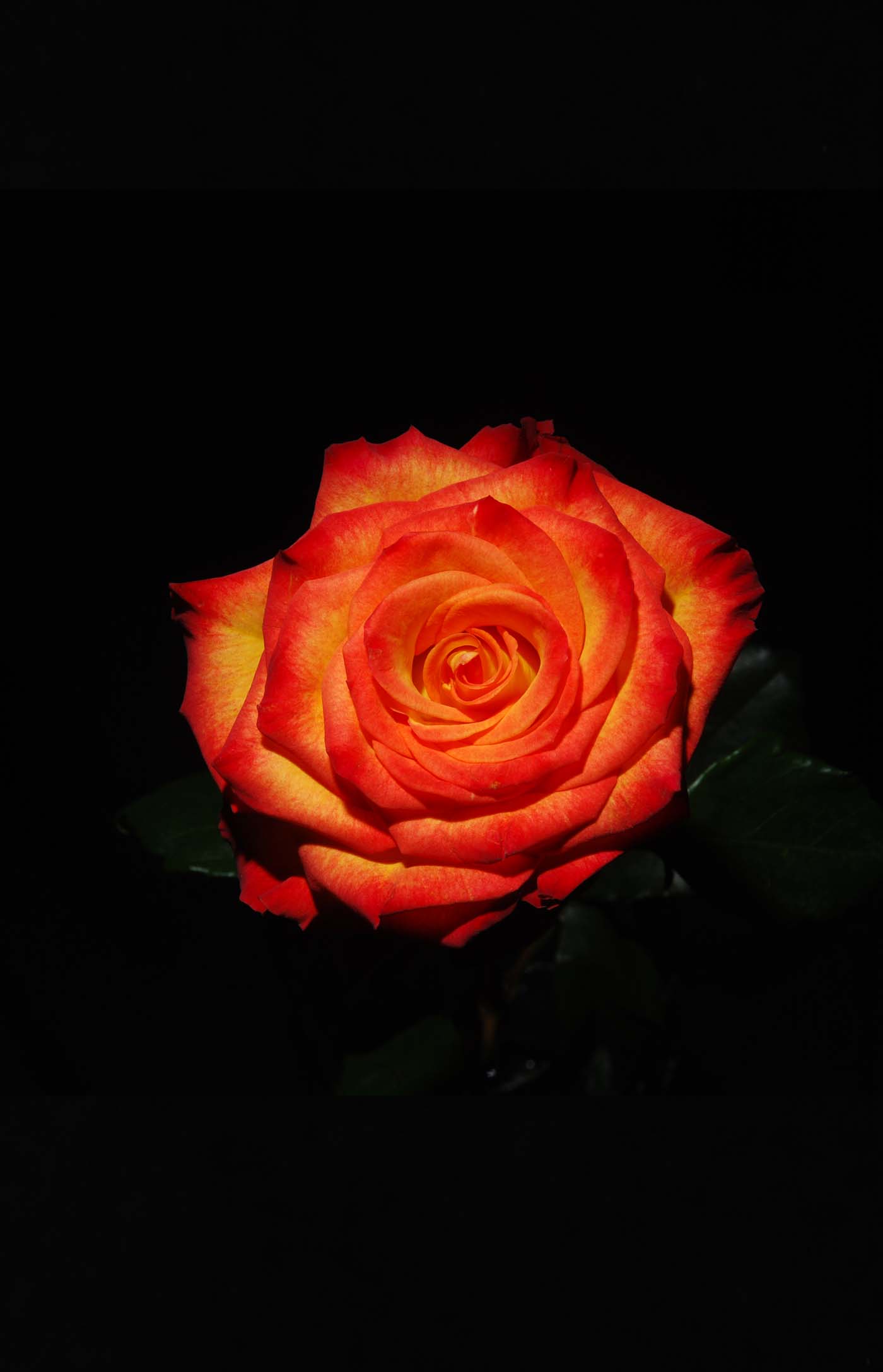 One of the Exquisite and Elegant Bi-Color Roses from Ecuador
