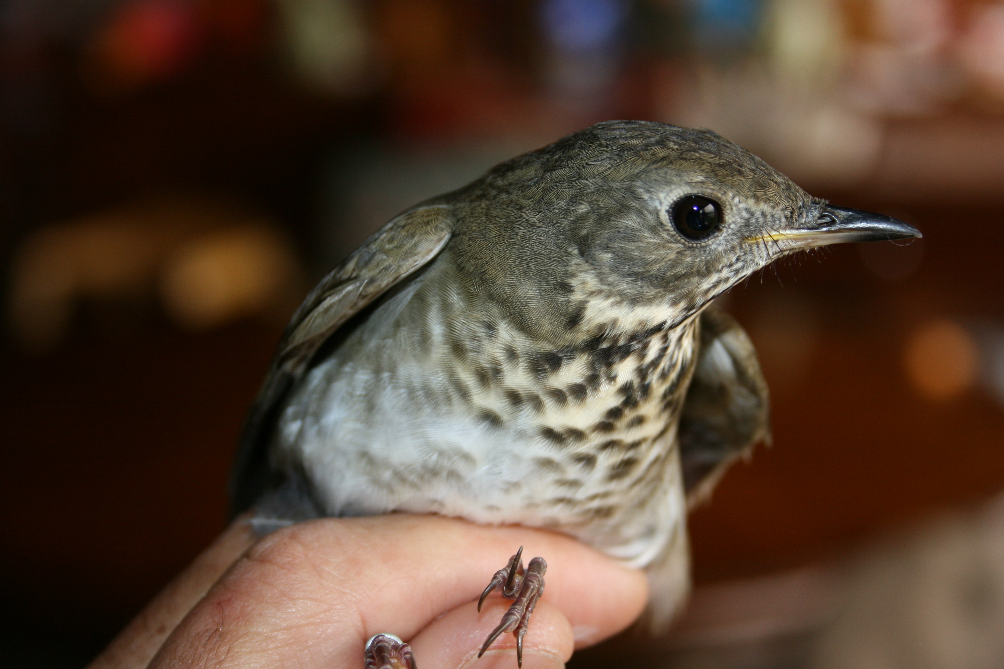 Swainson's Thrush - bird banding at Tygart