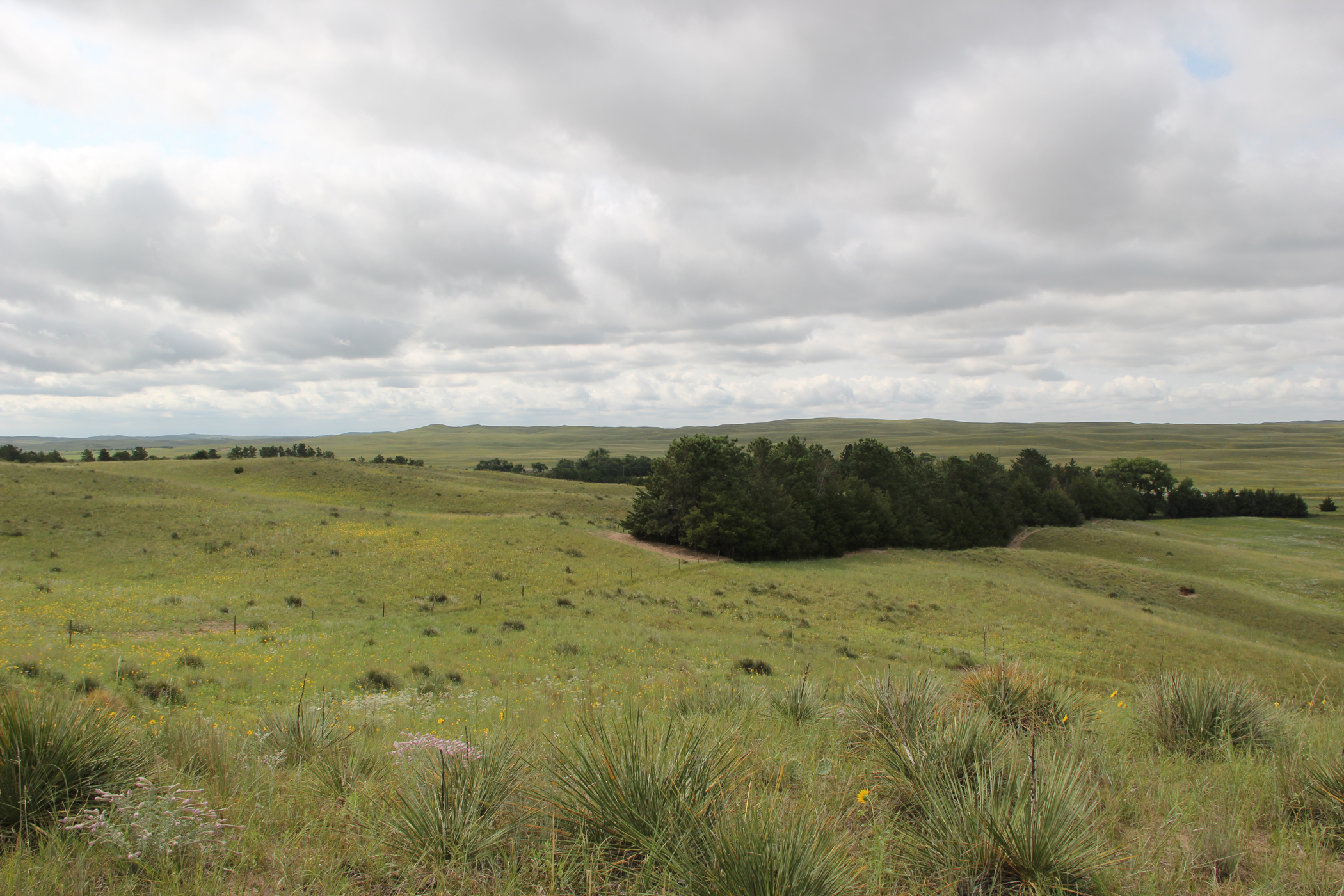 Heavy grass and lots of moisture make The Bliss Ranch an ideal cattle operation.