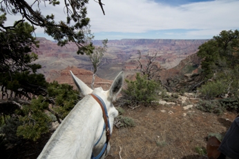 Sure-footed mules are particularly well-suited for traversing the Grand Canyon.