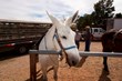 A mule waits for his turn to go to work at Grand Canyon National Park.