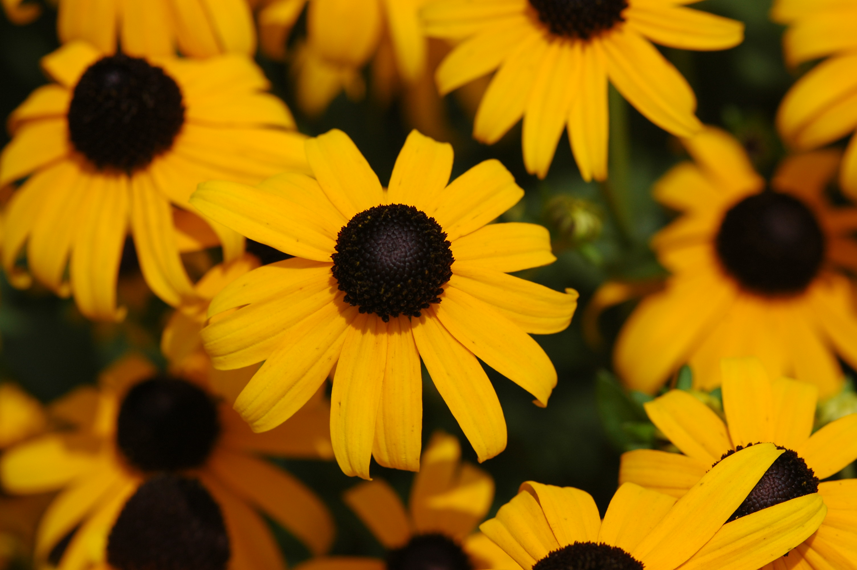 Black-eyed Susan's can add a splash of color to any fall garden