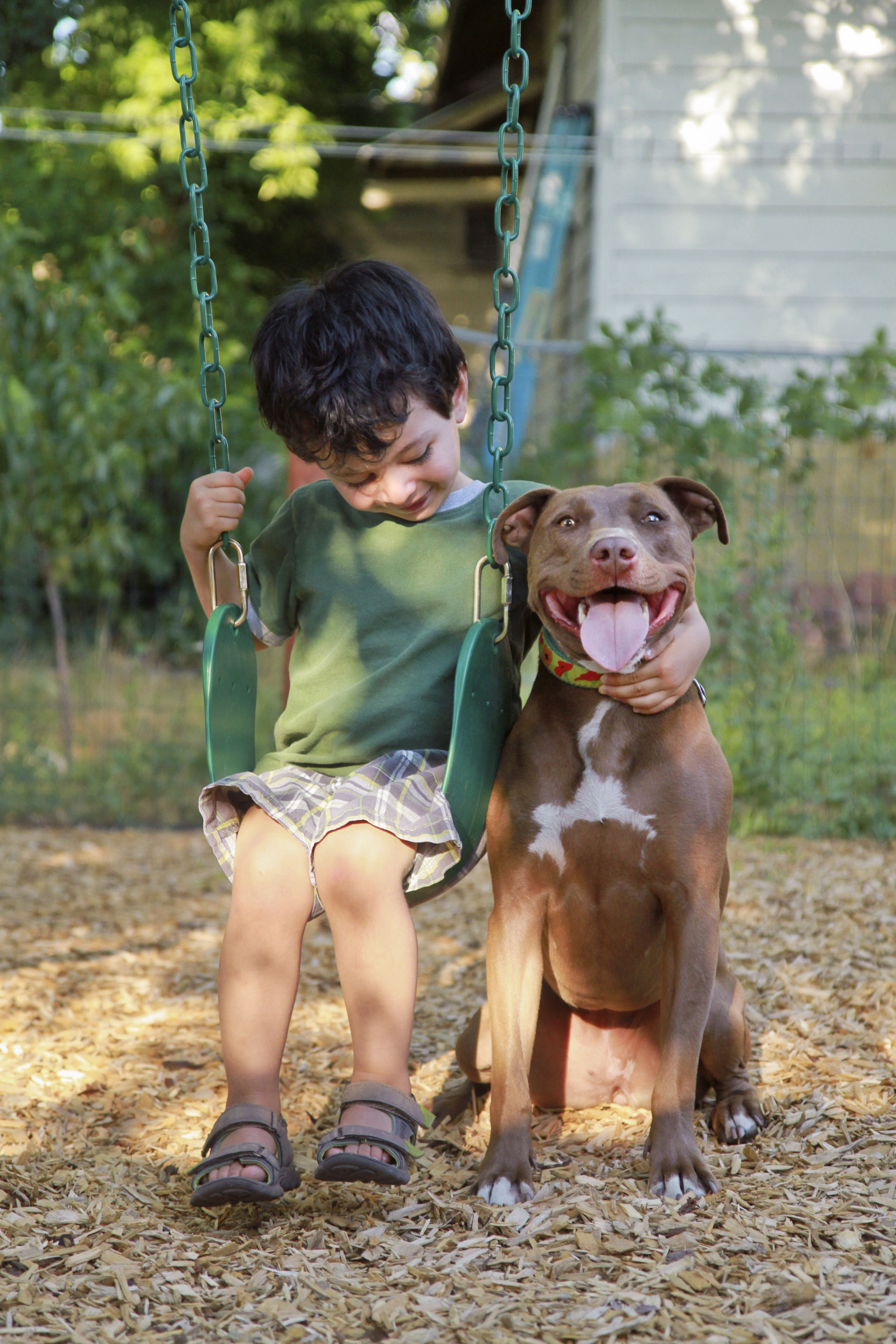 According to estimates, between five and seven million pit bulls live as family pets in the U.S.