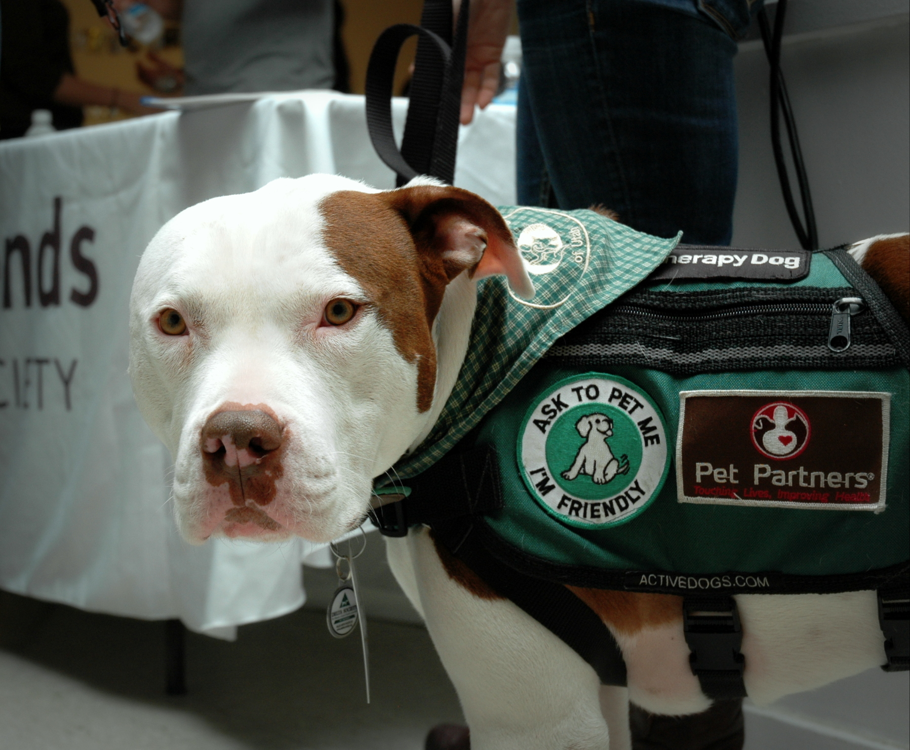 Captain is an adopted shelter pit bull who now works as a certified therapy dog.