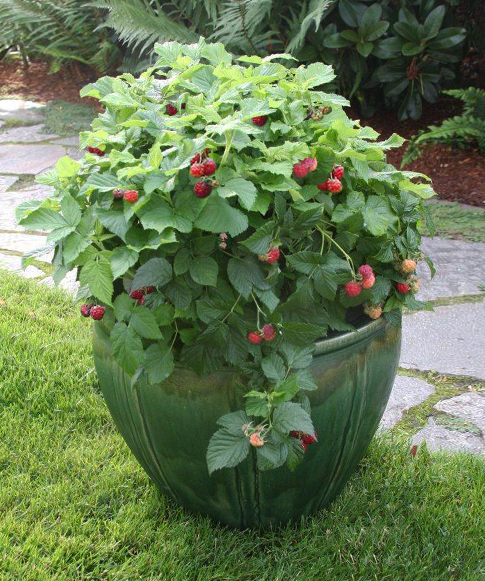 BrazelBerries“ Raspberry Shortcake grows in a compact shape, meaning no big garden spaces required.