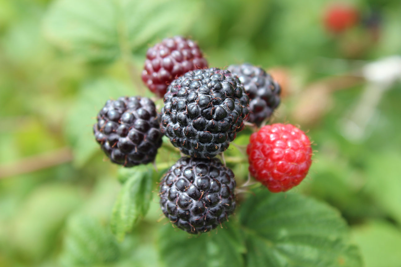 BerriProducts' Black Raspberries