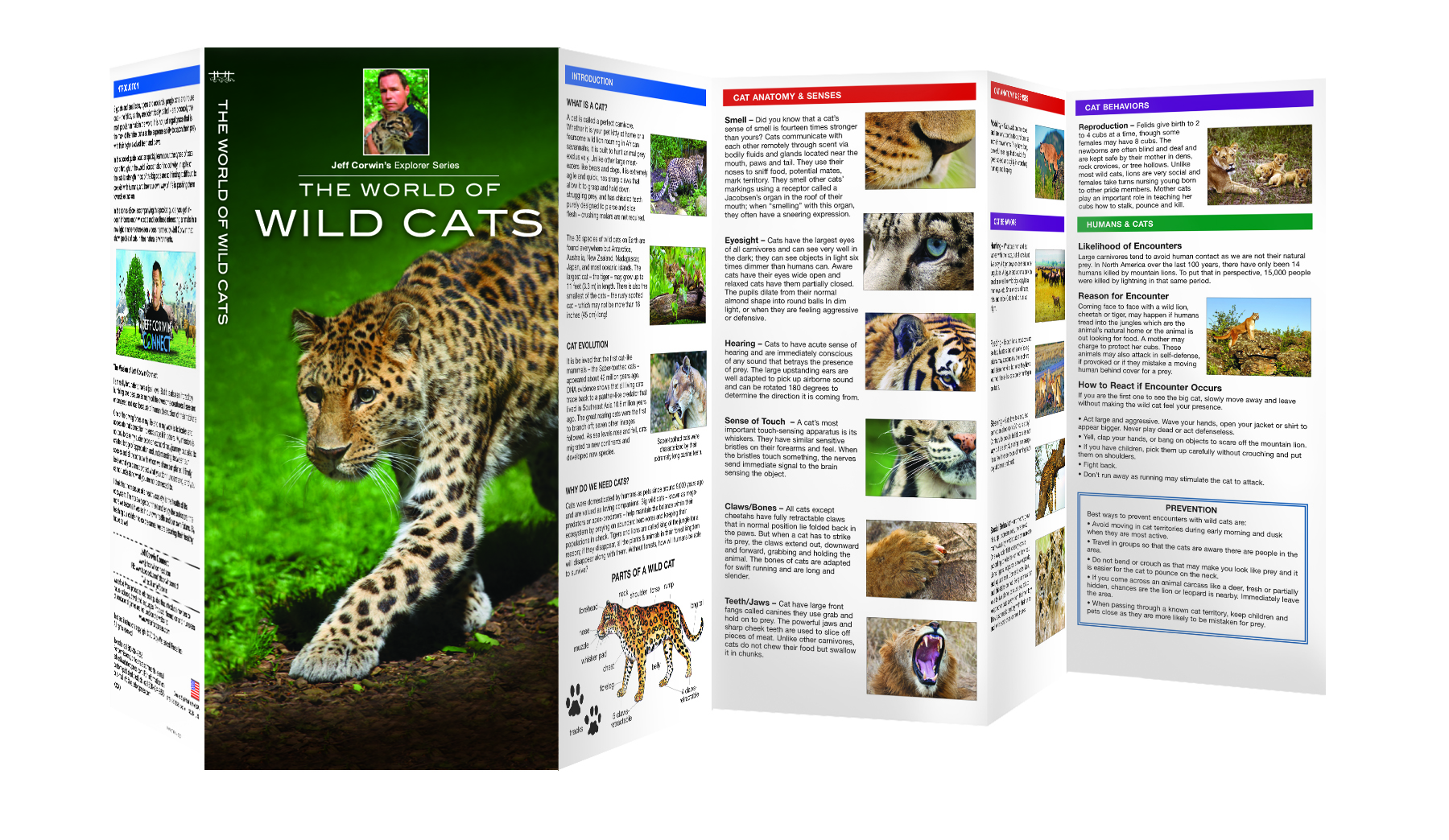 Wild Cats Pocket Naturalist Guide