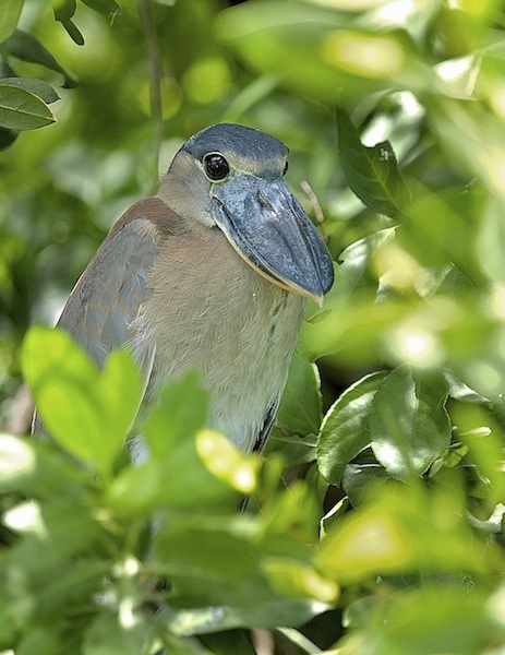 Boat-Billed Heron