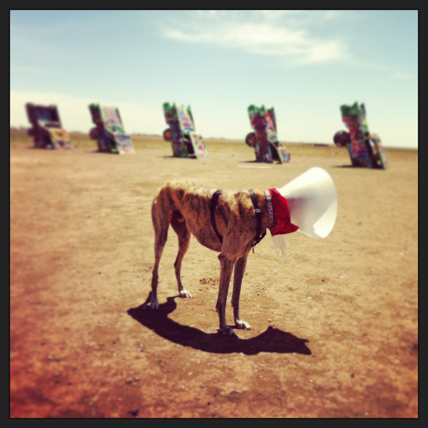 Greyhound at the Cadillac Ranch in Texas