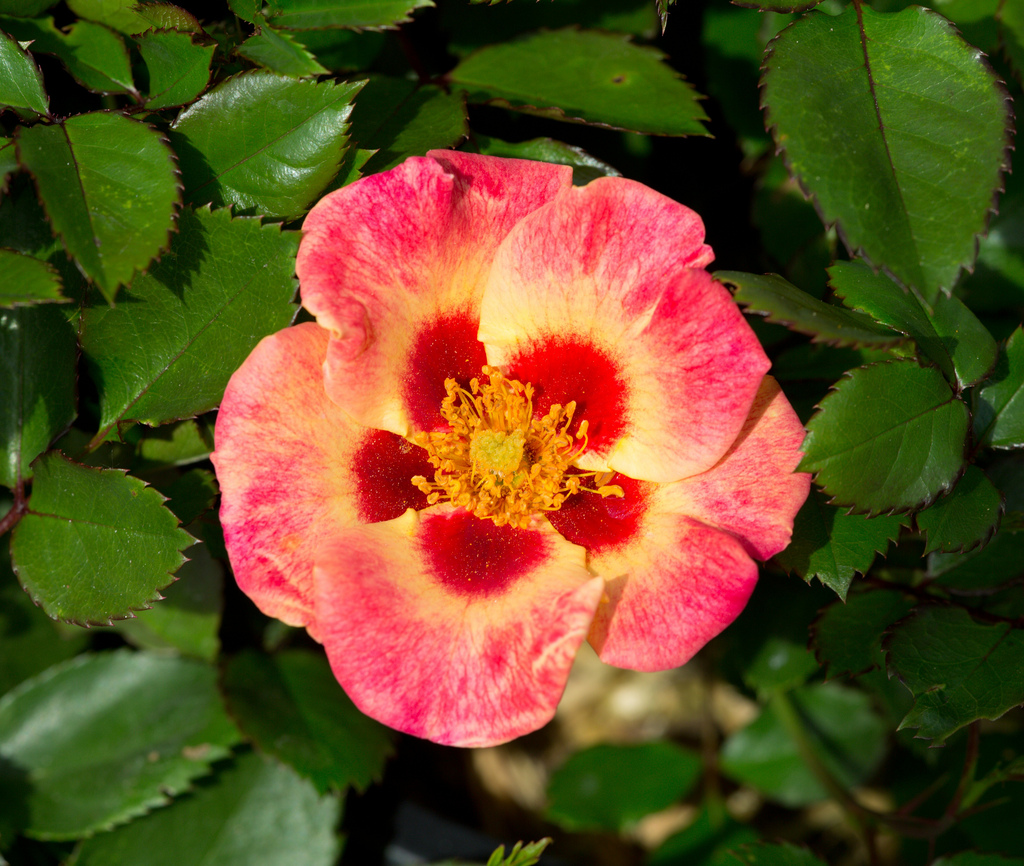 Close up of the Sweet center of SweetSpot Decorator Rose 'Calypso'