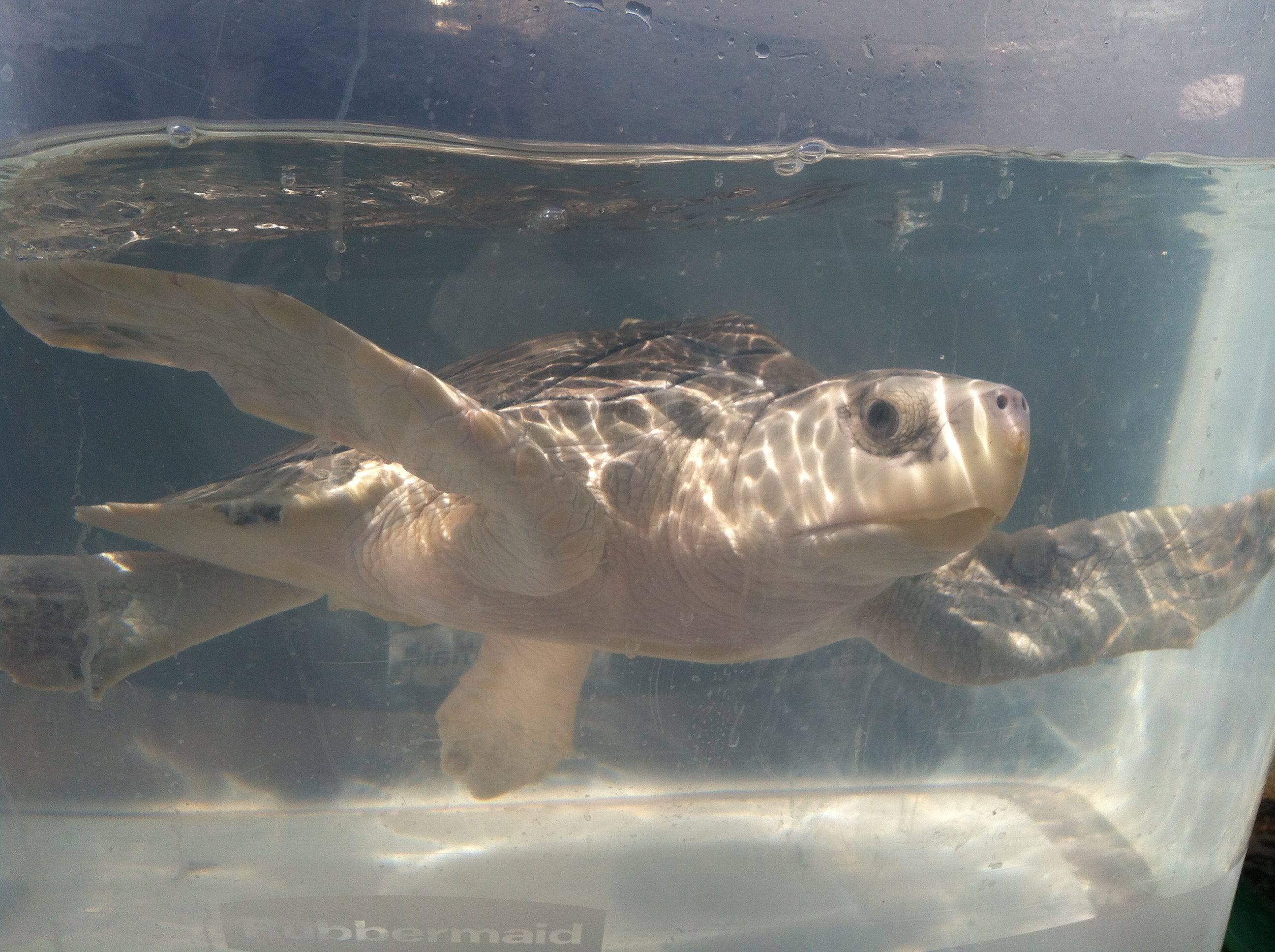 Dennis, a Kemp's ridley sea turtle