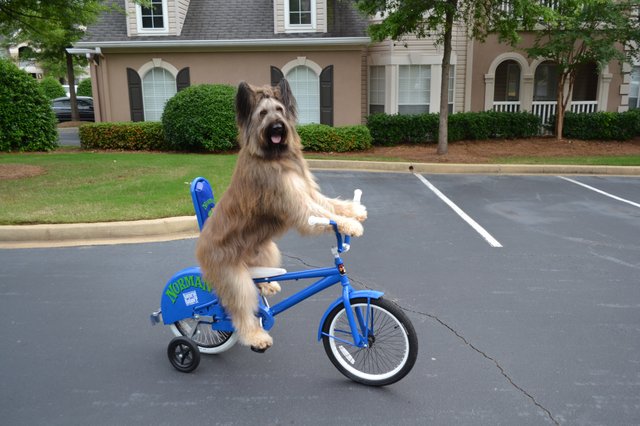 Norman, the famous scooter-riding dog