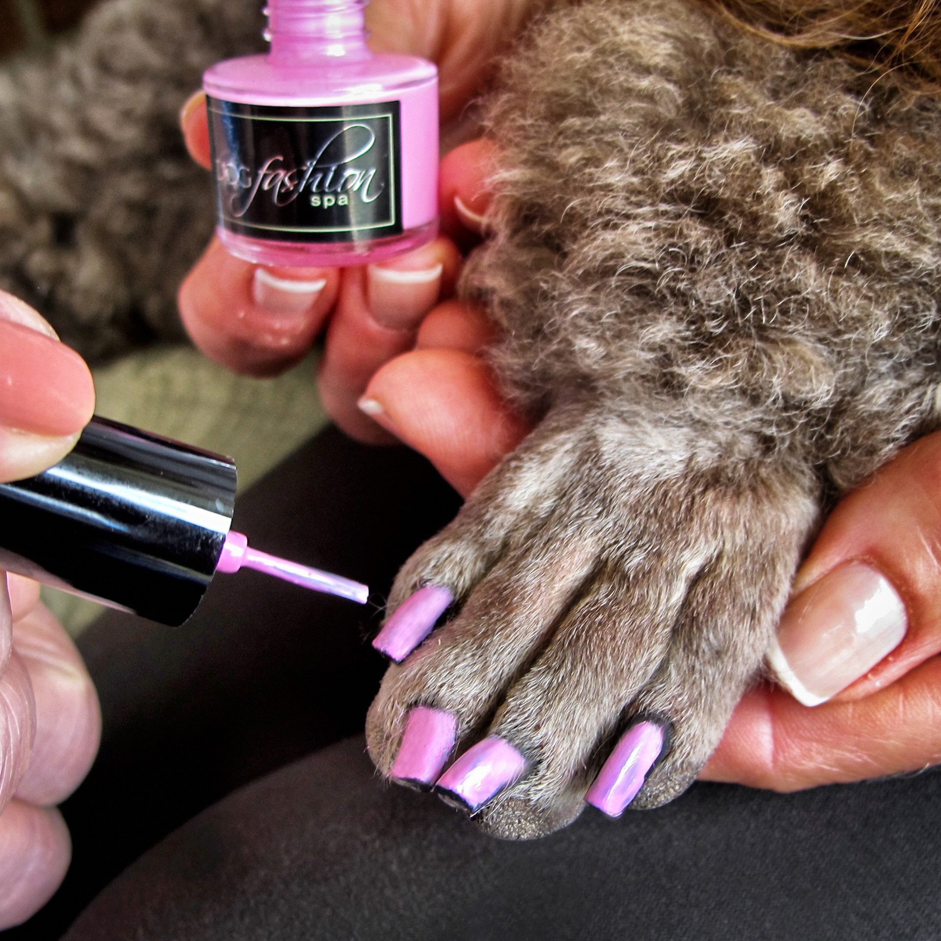 Dog Fashion Spa Nail polish in Cute Paw