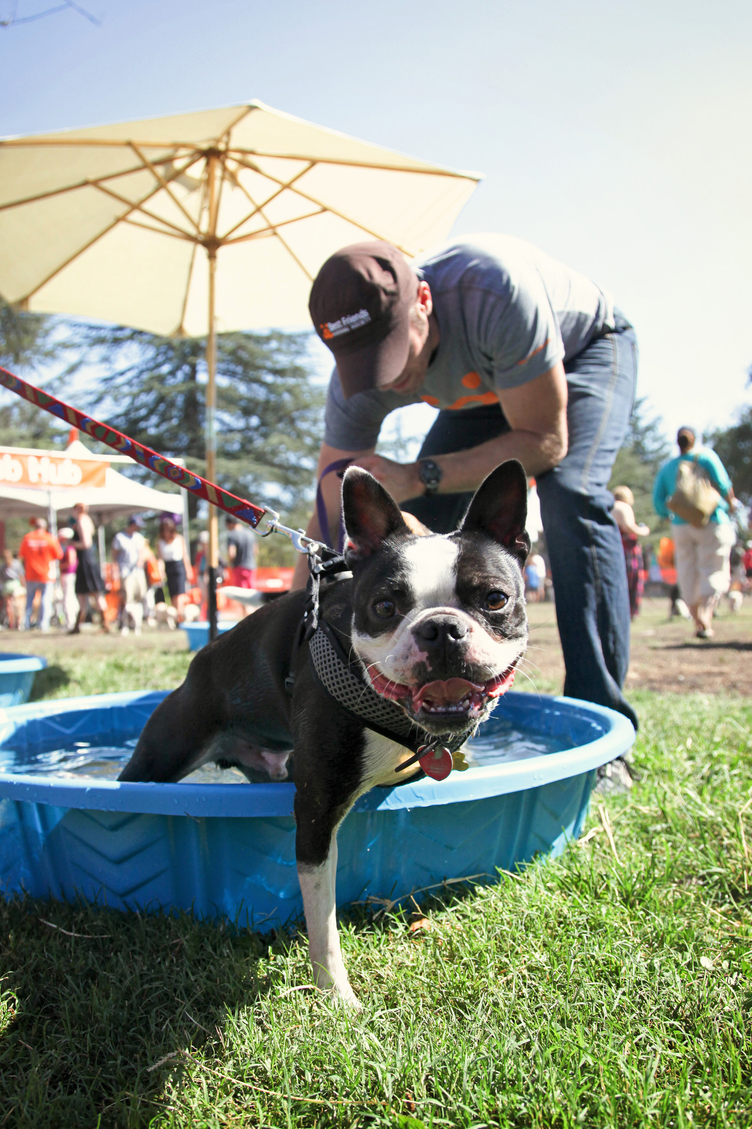 Cute dog enjoys a dip in the pool at Best Friends Animal Society's Strut Your Mutt in Los Angeles on Sunday, Sept. 15.